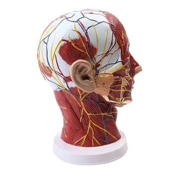 Модель поверхностных нервов головы Шеи, Сосудистых мышц, модель для школьного обучения